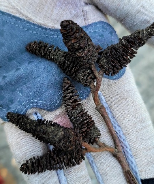 오디로 보였던 열매