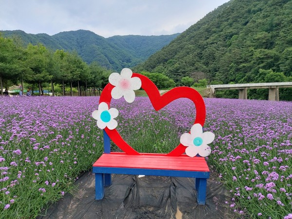 단양 가곡 버베나 꽃밭에서