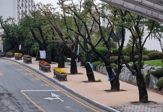 제천시 청전동 보건복지센터 앞 가로수