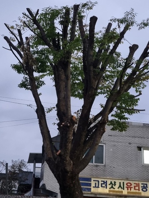 제천시 화산동 문화회관 인근 가로수