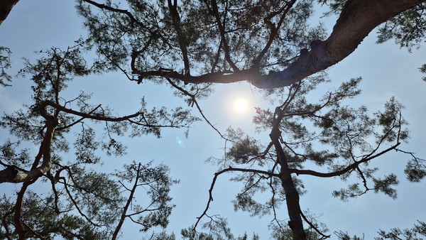 의림지 솔밭공원 나무가지 사이로 쏟아지는 뙤약볕