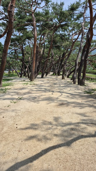 여느 여름과 달리 올해 의림지 솔밭공원 그늘은 턱없이 부족하다.