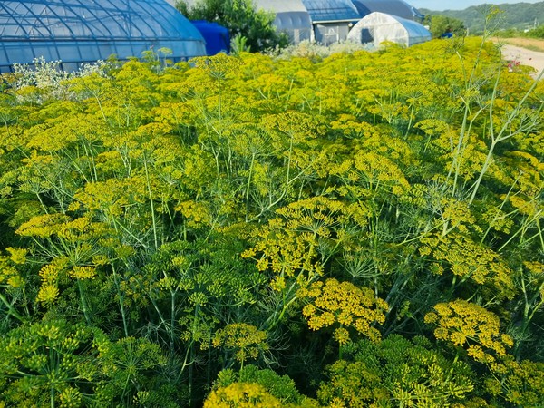 제천 삼한의 초록길 해뜰농원 옆 딜(dill) 재배지