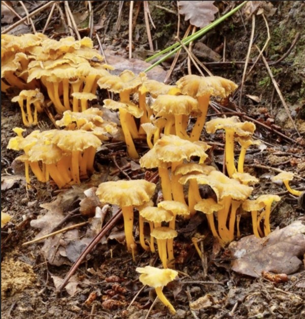 출처: 인스타 manta_fungus