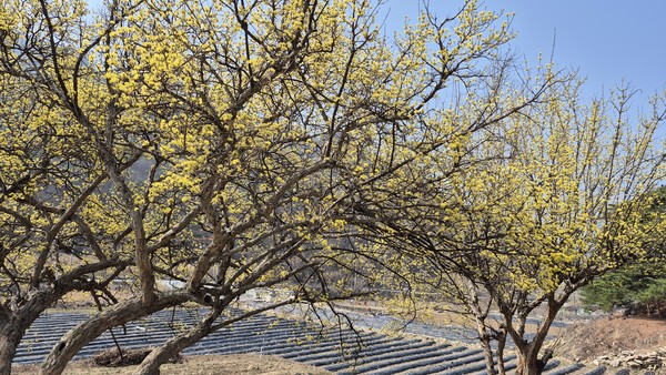 제천시 수산면 상천리 산수유 축제 현장